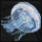 クラゲ.png クラゲ.png