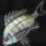 クロダイ.png クロダイ.png