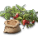 イチゴの種.png イチゴの種.png
