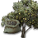 オリーブの種.png オリーブの種.png