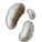ゴーストキノコの菌糸.png ゴーストキノコの菌糸.png