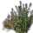 シルクハニーの種.png シルクハニーの種.png