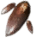 スカイキノコの菌糸.png スカイキノコの菌糸.png