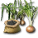 タマネギの種.png タマネギの種.png