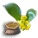 ダウベニア・オーレアの種.png ダウベニア・オーレアの種.png