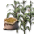 トウモロコシの種.png トウモロコシの種.png