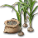 ニンニクの種.png ニンニクの種.png