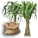 ノリナの種.png ノリナの種.png