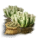 フェネストラリアの種.png フェネストラリアの種.png