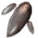 フォーチュンテラーキノコの菌糸.png フォーチュンテラーキノコの菌糸.png