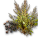 乾燥タテガミ草の種.png 乾燥タテガミ草の種.png
