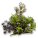 銀色ツツジの種.png 銀色ツツジの種.png